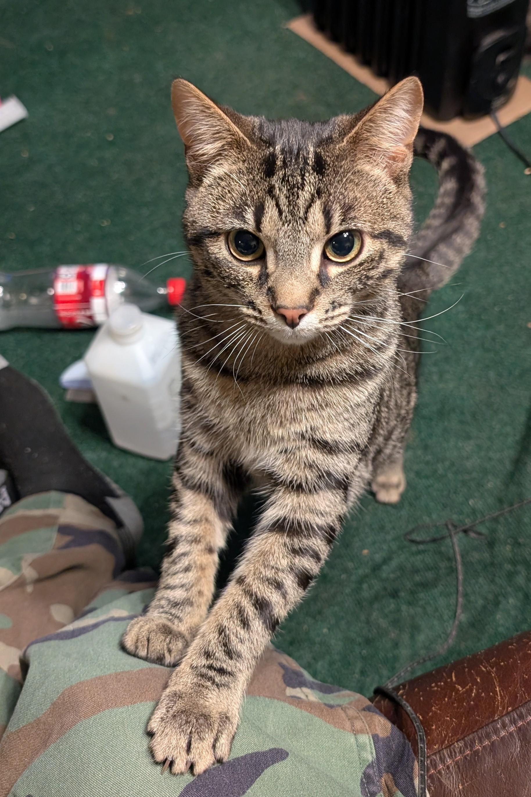 Enlarge Kurt, a Adoptable American Shorthair in Morgantown, WV image 5/6