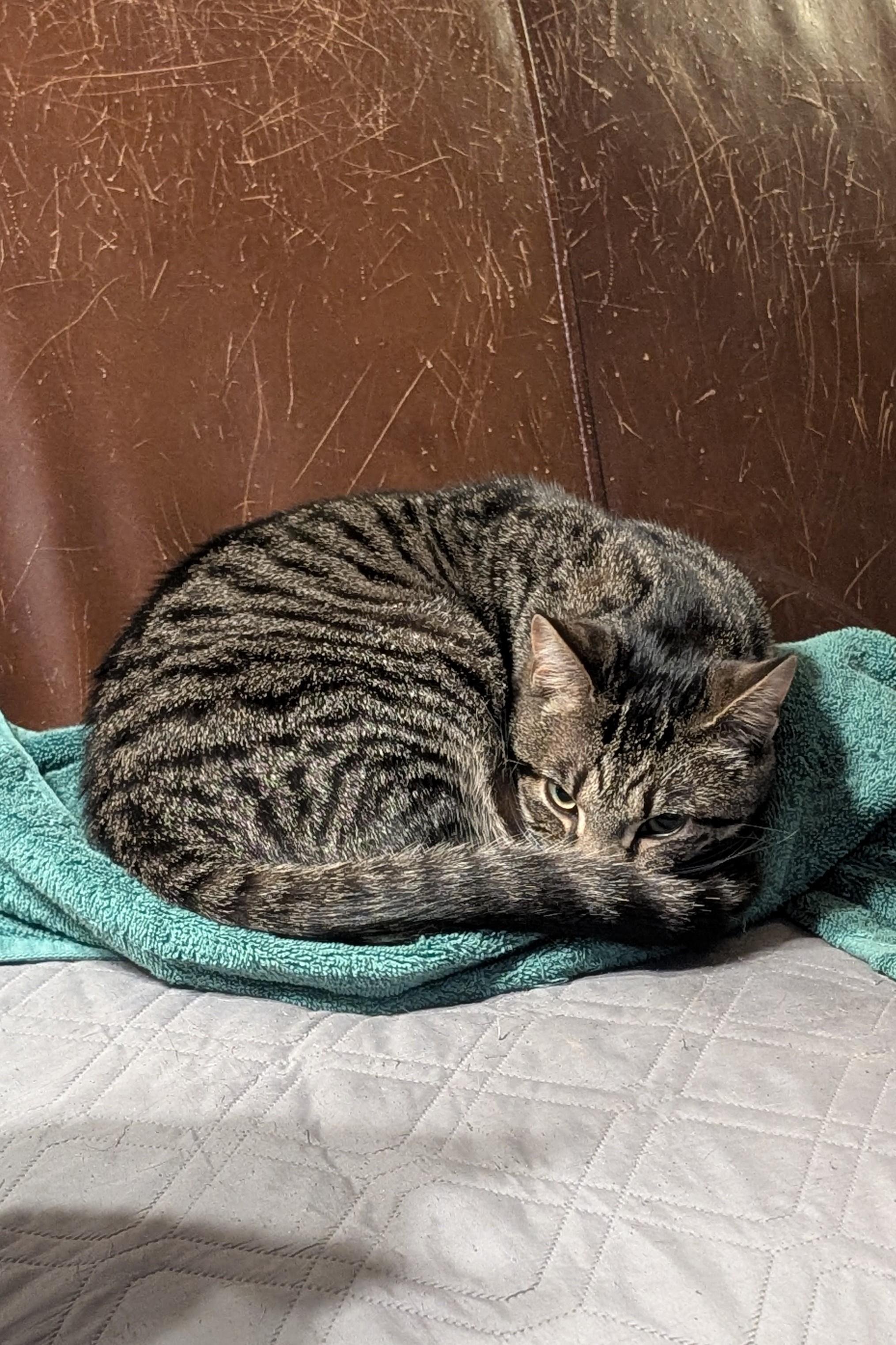 Enlarge Kurt, a Adoptable American Shorthair in Morgantown, WV image 6/6