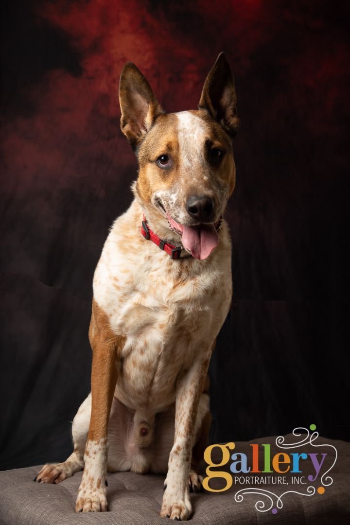 Enlarge Captain, a Adoptable mixed breed in Overland Park, KS image 1/5