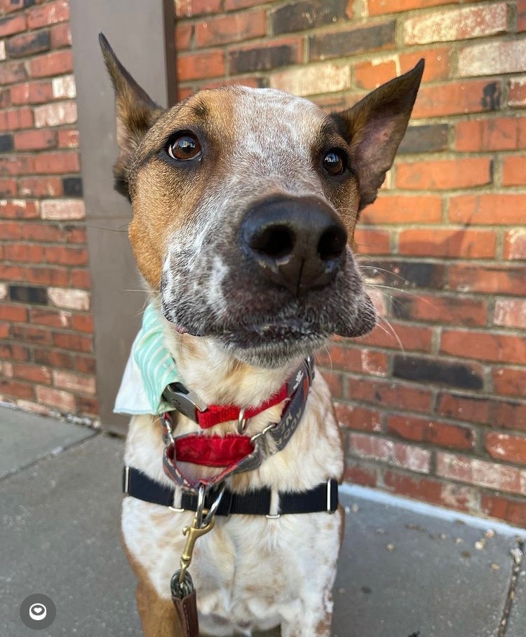 Captain, Adoptable, Adult Male Cattle Dog & American Bulldog.