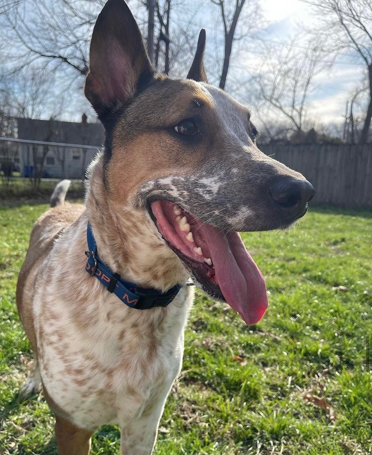 Enlarge Captain, a Adoptable mixed breed in Overland Park, KS image 3/5