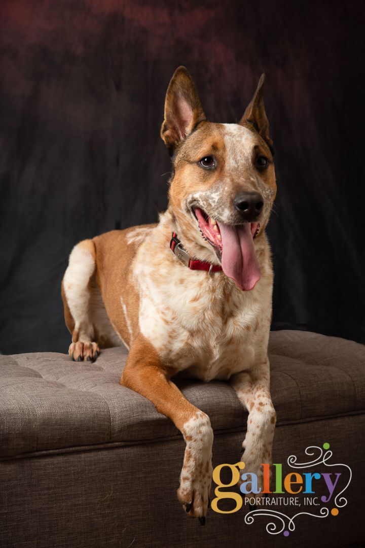 Enlarge Captain, a Adoptable mixed breed in Overland Park, KS image 4/5