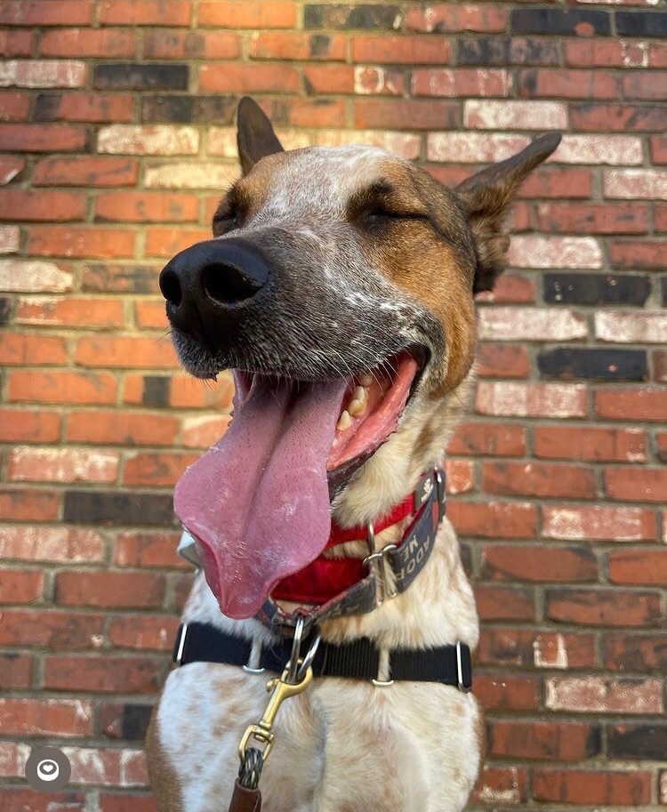 Enlarge Captain, a Adoptable mixed breed in Overland Park, KS image 5/5