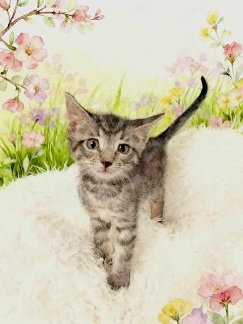 Enlarge Oliver, a Adoptable Domestic Medium Hair in Tehachapi, CA image 1/1