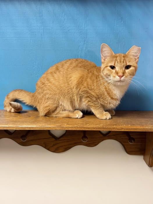 Enlarge Gilda, a Adoptable Domestic Short Hair in Monticello, IL image 1/1