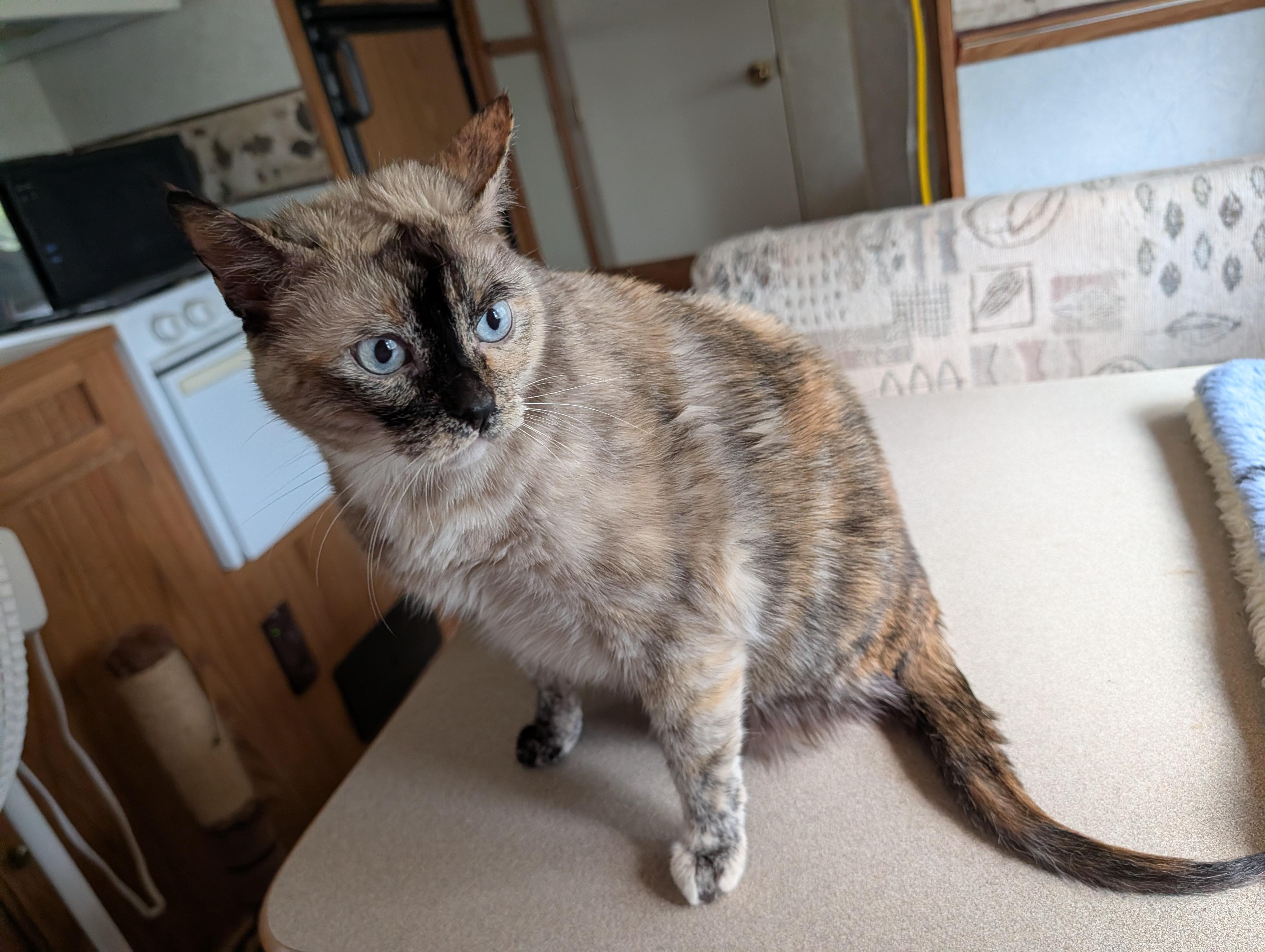 Enlarge Luna, a Adopted mixed breed in Fischer, TX image 2/3