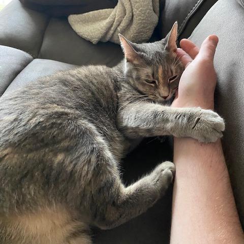 Chloe, Adoptable, Senior Female Domestic Short Hair.