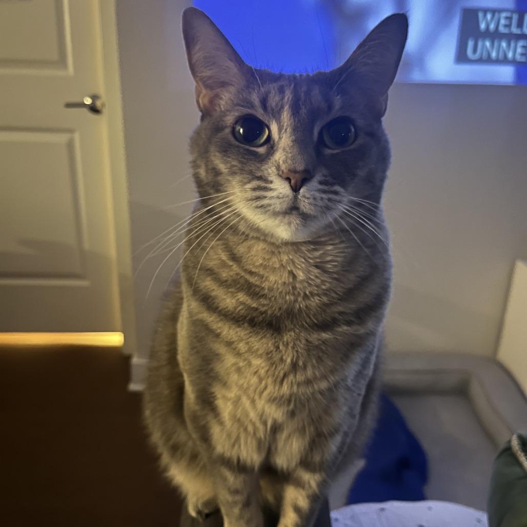 Chloe, Adoptable, Senior Female Domestic Short Hair.