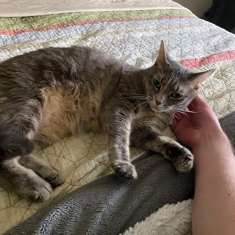 Enlarge Chloe, a Adoptable Domestic Short Hair in Washington, DC image 1/6