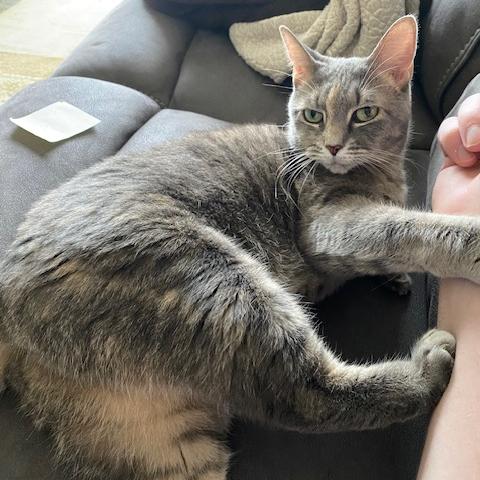 Enlarge Chloe, a Adoptable Domestic Short Hair in Washington, DC image 2/6