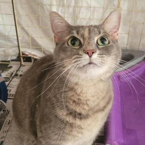 Enlarge Chloe, a Adoptable Domestic Short Hair in Washington, DC image 3/6