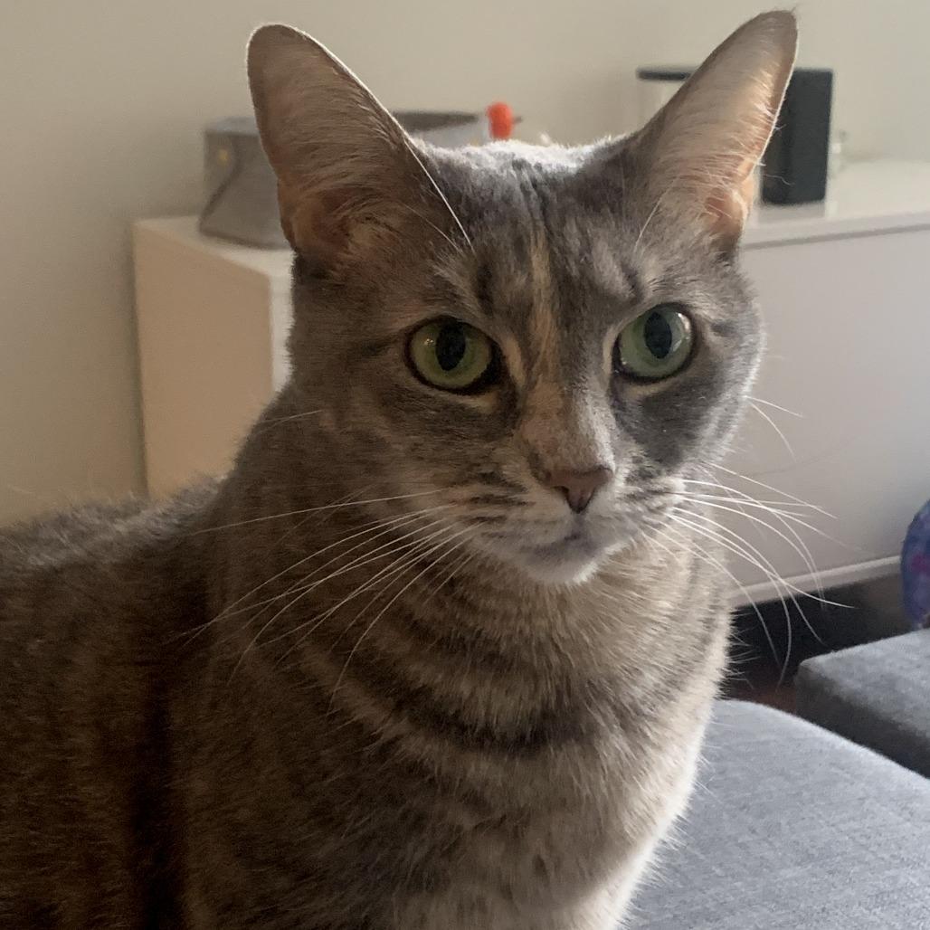 Enlarge Chloe, a Adoptable Domestic Short Hair in Washington, DC image 3/6