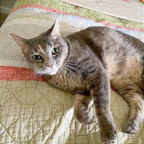 Enlarge Chloe, a Adoptable Domestic Short Hair in Washington, DC image 5/6