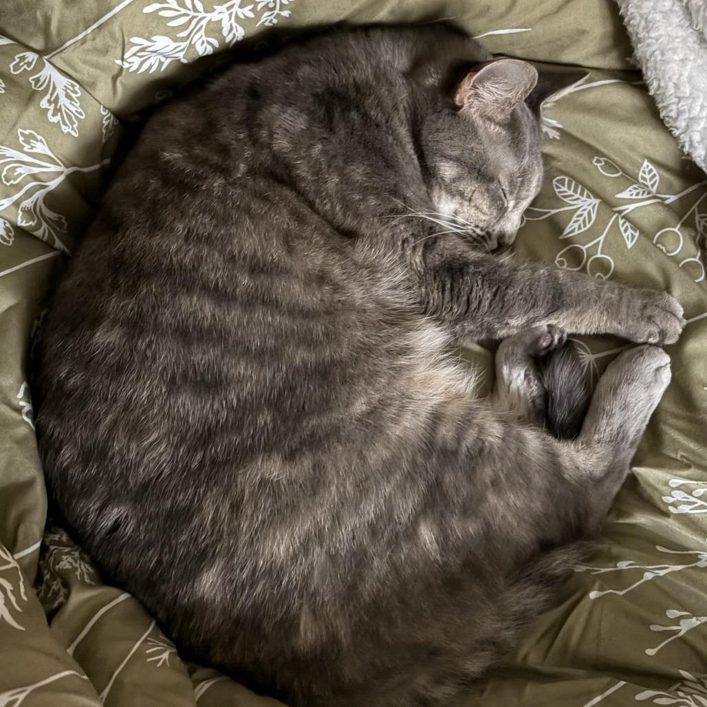 Enlarge Chloe, a Adoptable Domestic Short Hair in Washington, DC image 5/6