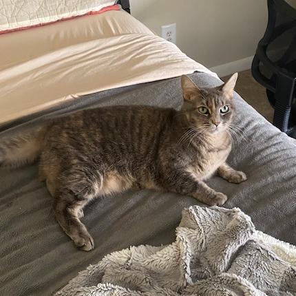 Enlarge Chloe, a Adoptable Domestic Short Hair in Washington, DC image 6/6