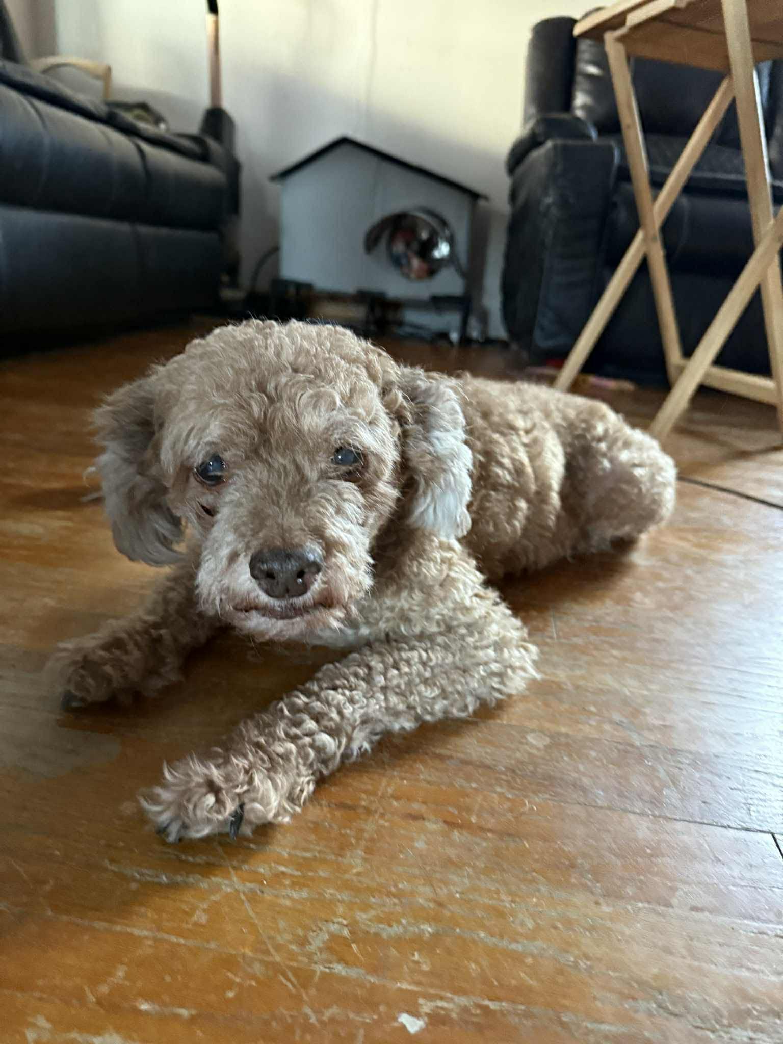 Dudley, an adopted mixed breed in Greensburg, PA image 2/6