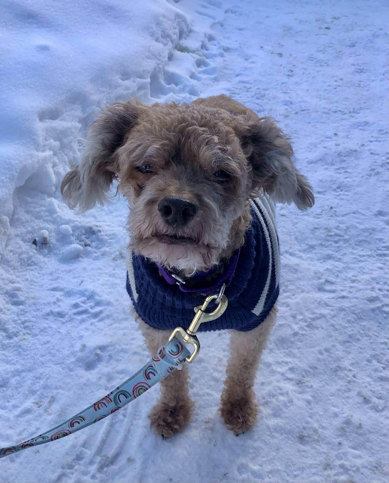 Dudley, an adopted mixed breed in Greensburg, PA image 4/6