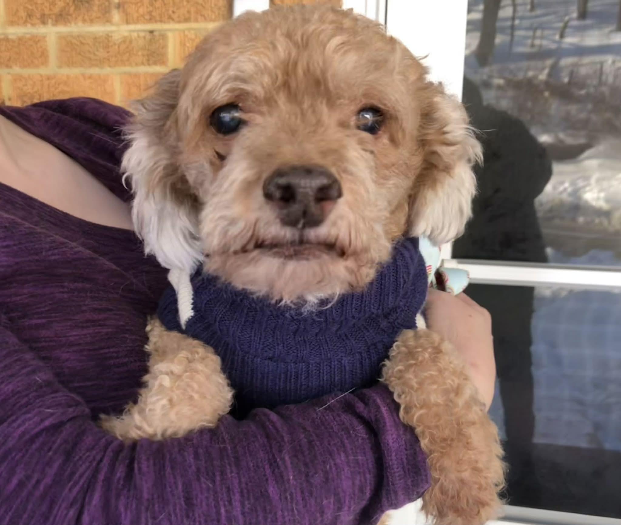 Dudley, an adopted mixed breed in Greensburg, PA image 1/6