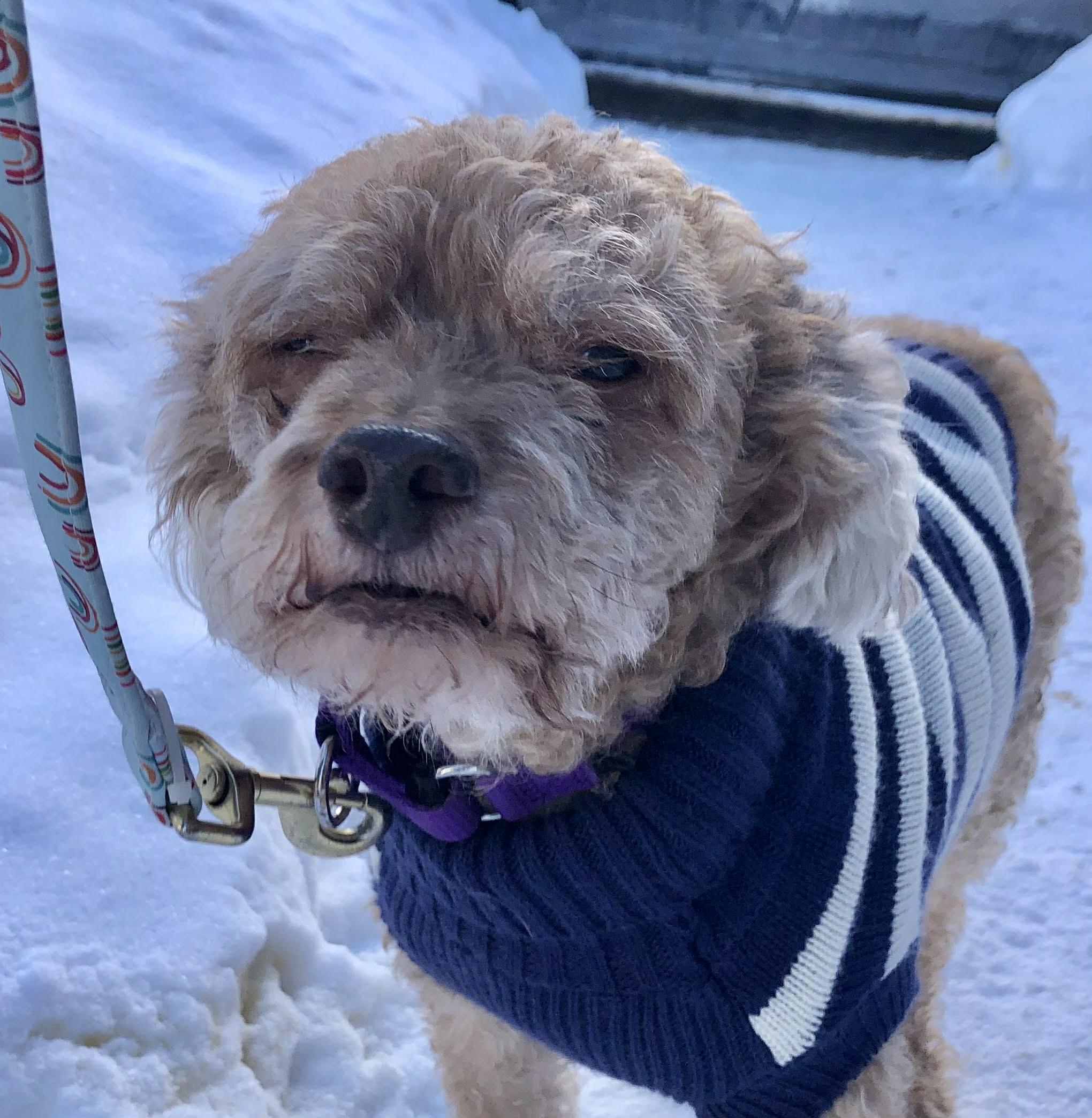 Dudley, an adopted mixed breed in Greensburg, PA image 5/6