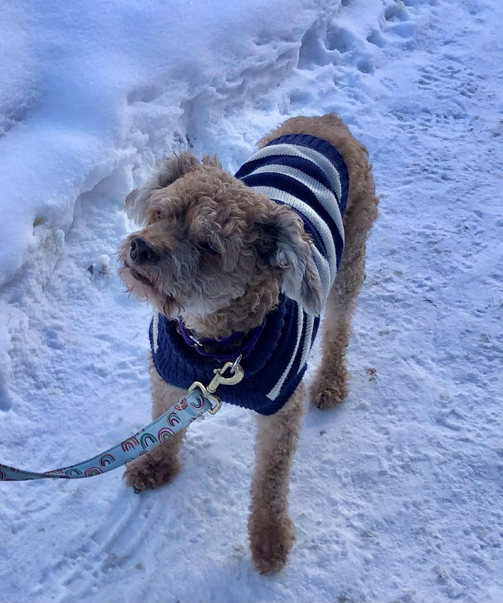 Dudley, an adopted mixed breed in Greensburg, PA image 3/6