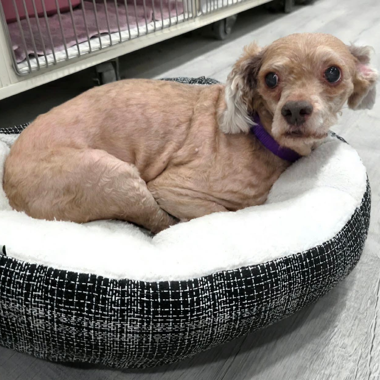 Dudley, an adopted mixed breed in Greensburg, PA image 6/6