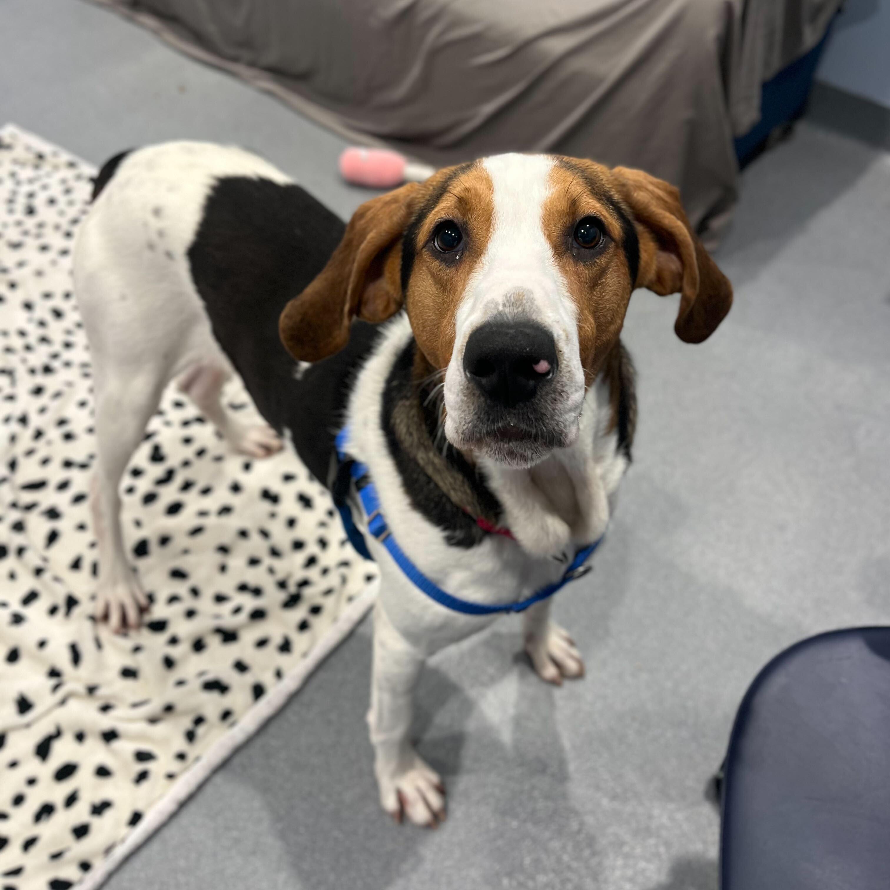 Enlarge Mango, an adoptable Coonhound in Canal Winchester, OH image 2/5