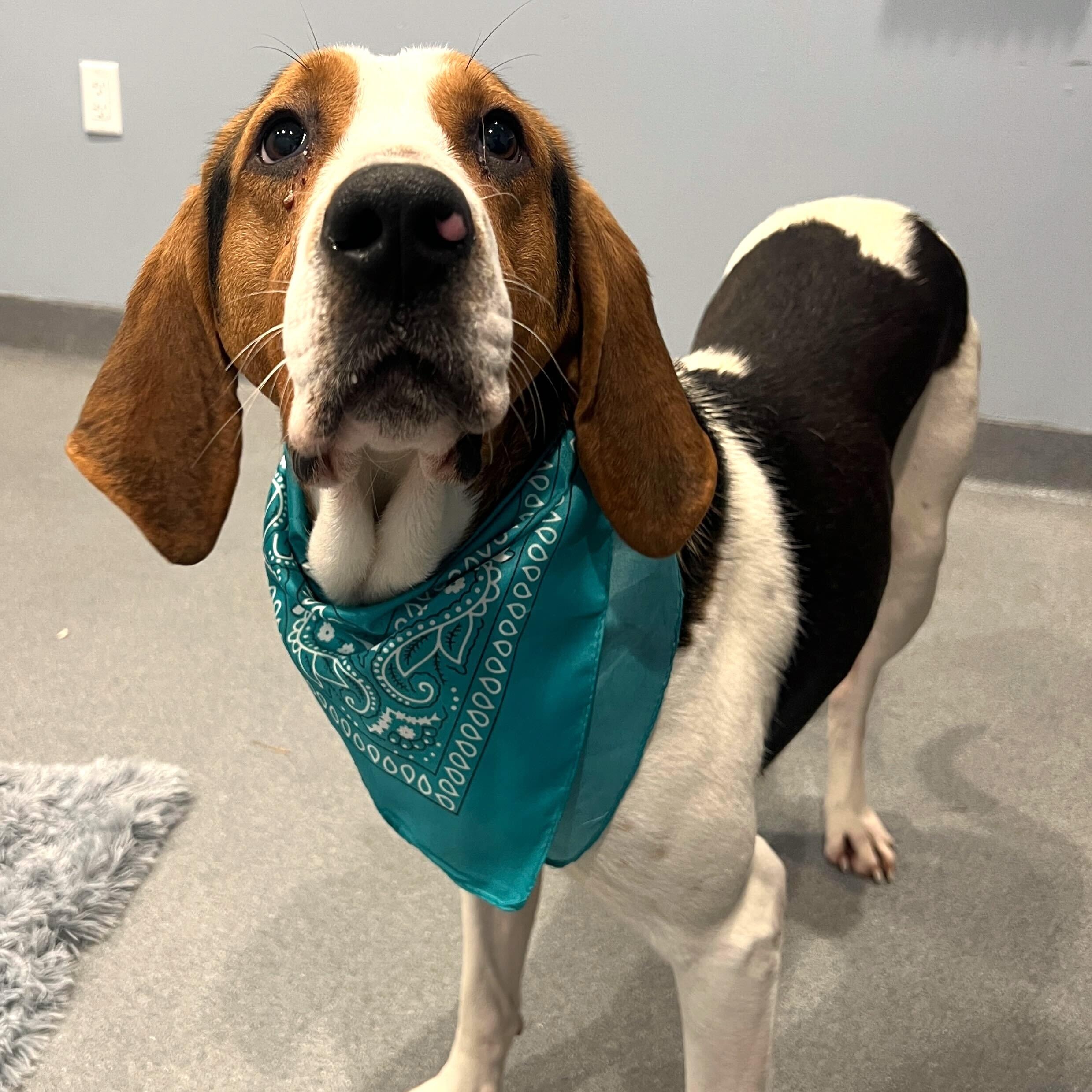 Enlarge Mango, an adoptable Coonhound in Canal Winchester, OH image 1/5