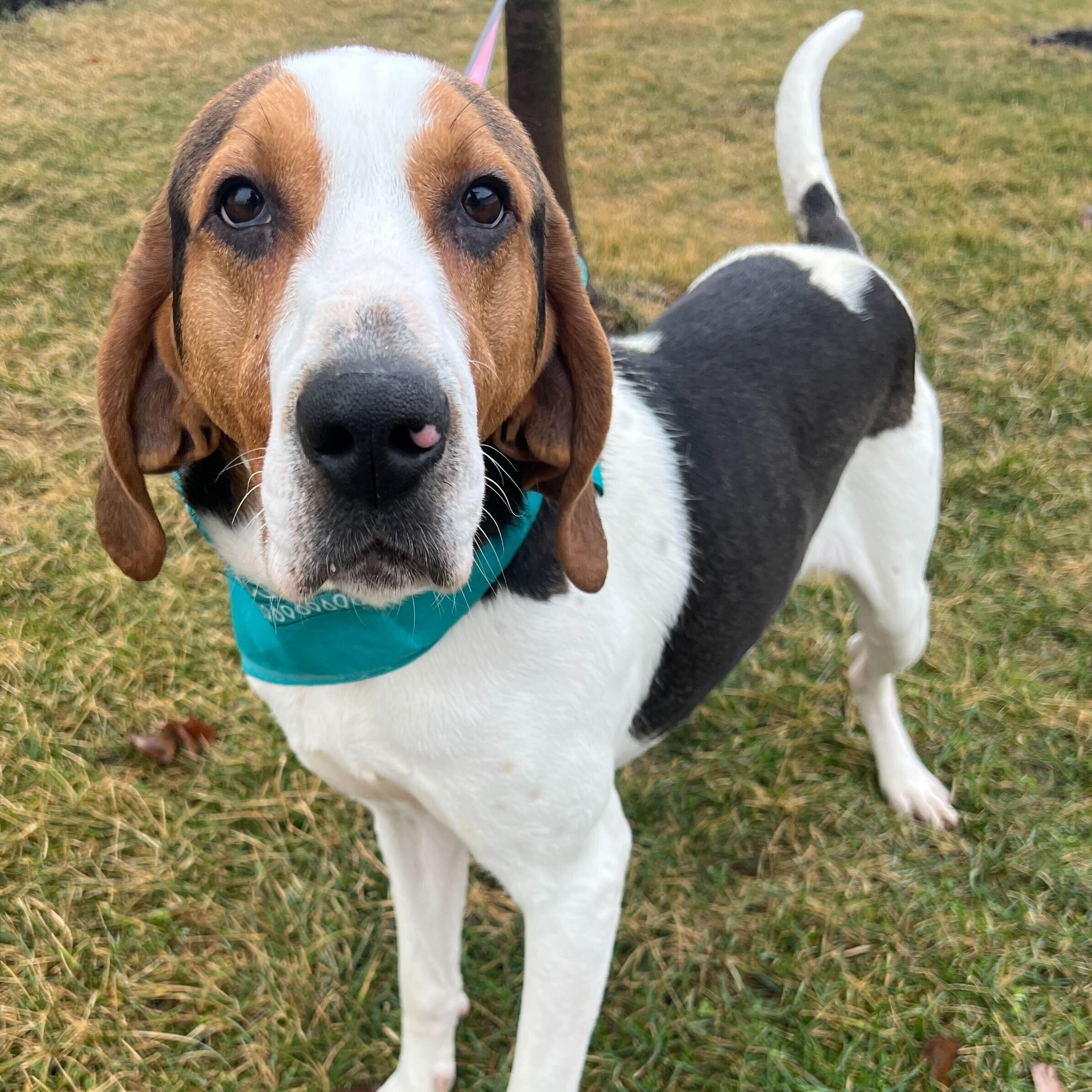 Enlarge Mango, an adoptable Coonhound in Canal Winchester, OH image 3/5
