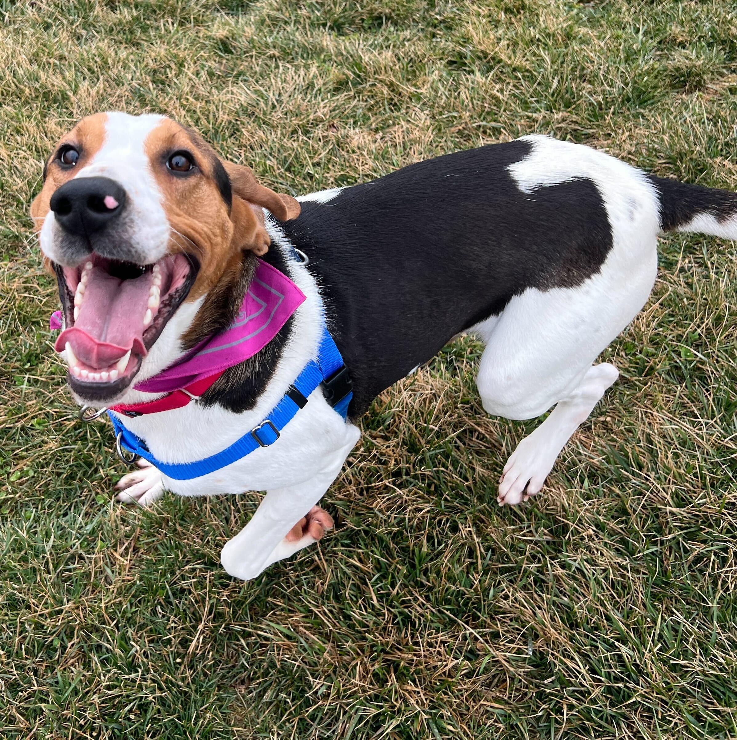 Enlarge Mango, an adoptable Coonhound in Canal Winchester, OH image 5/5