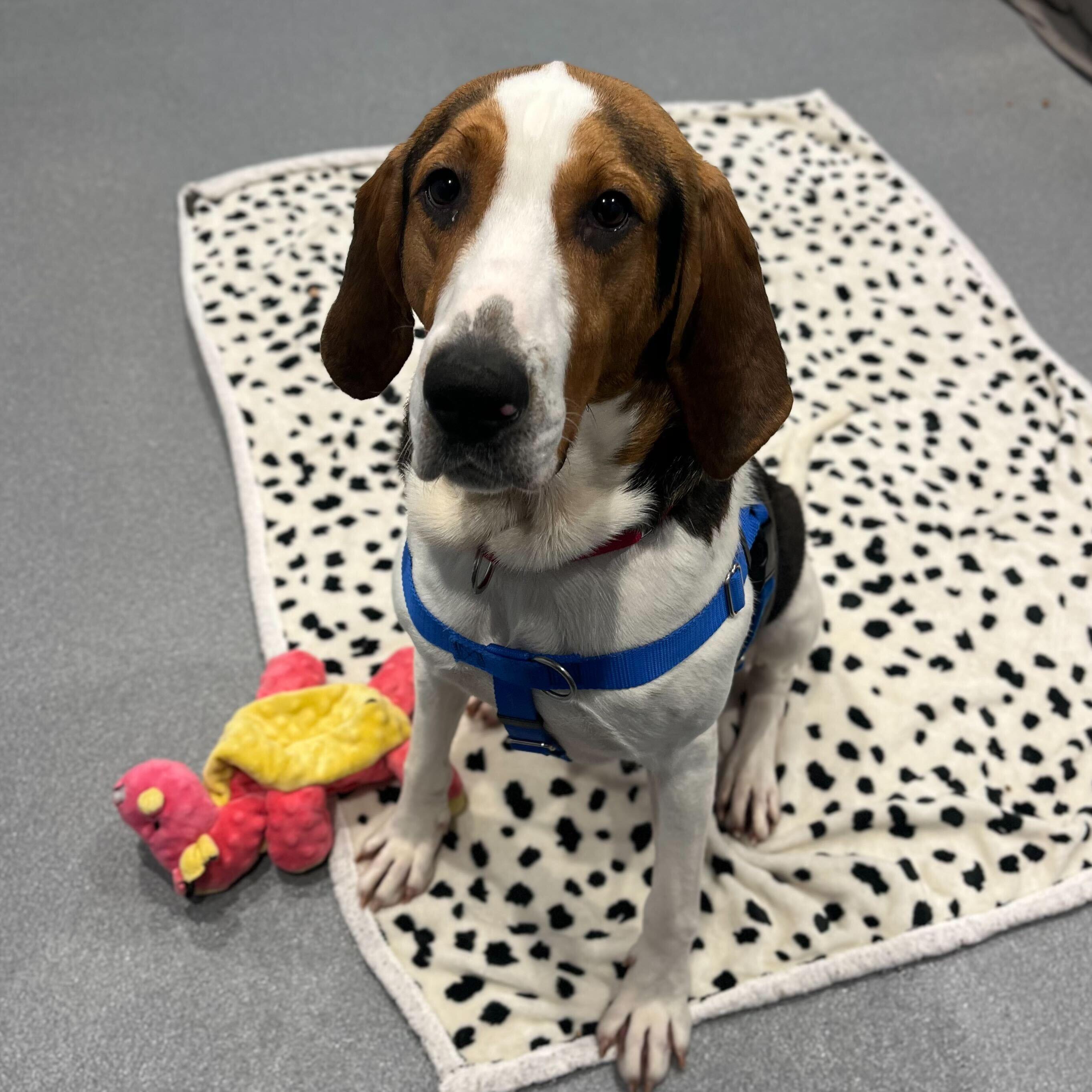 Enlarge Mango, an adoptable Coonhound in Canal Winchester, OH image 4/5