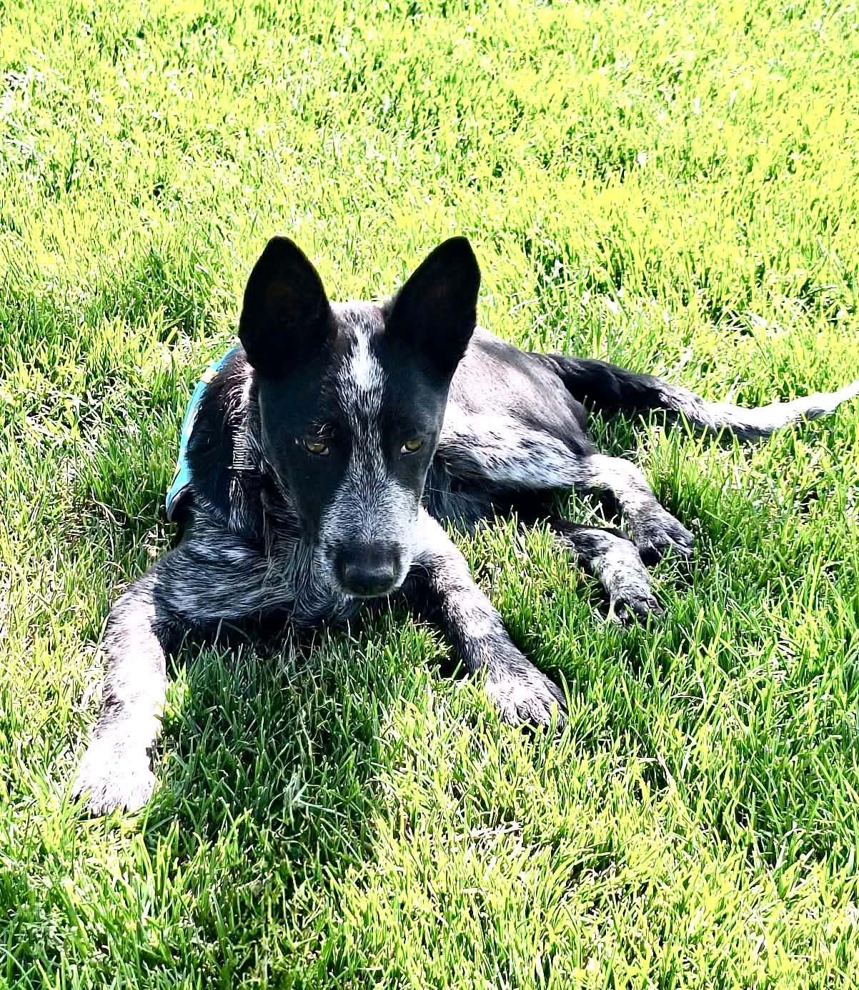Blizz, an adopted mixed breed in Bend, OR image 5/6