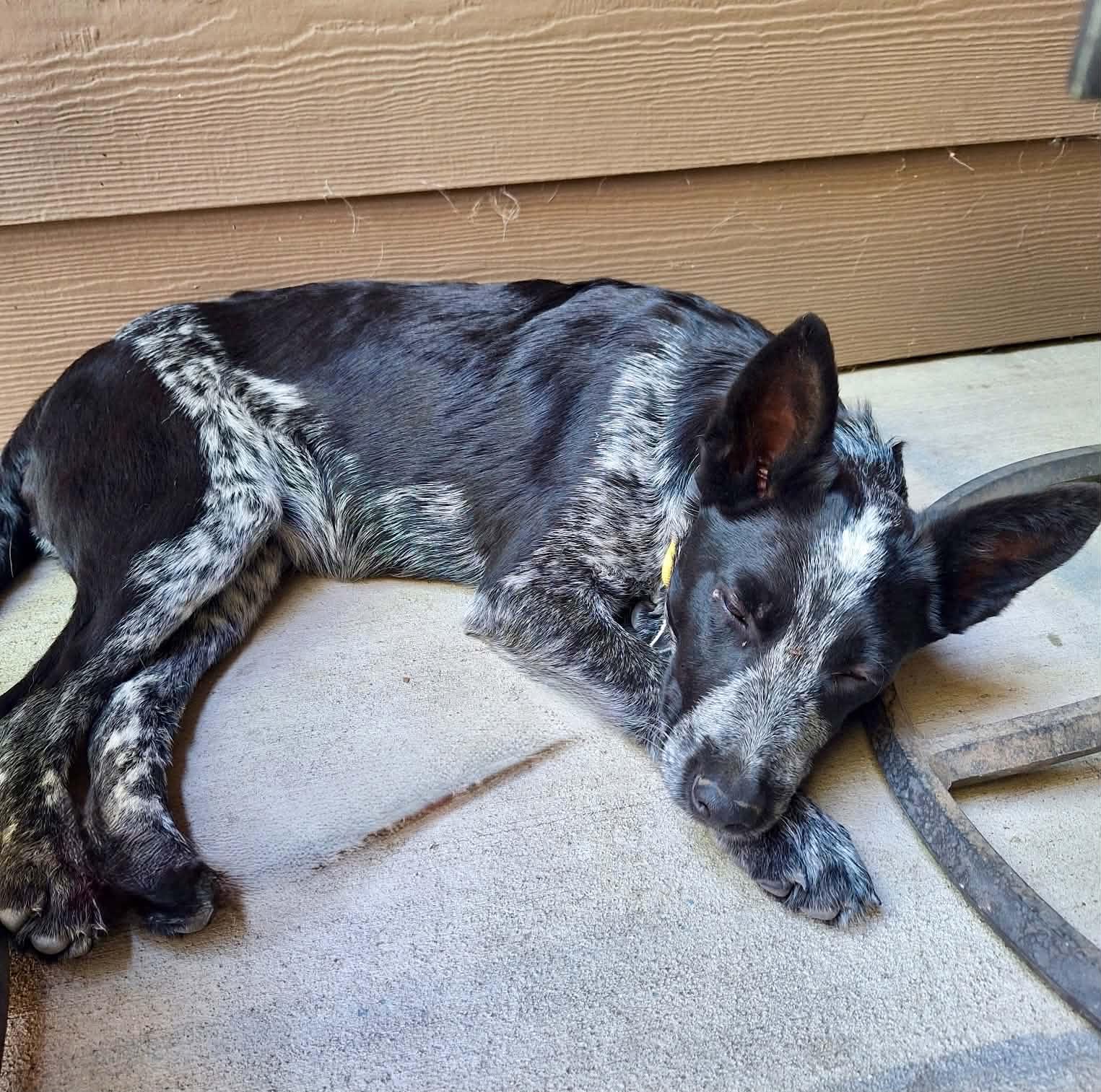 Blizz, an adopted mixed breed in Bend, OR image 2/6