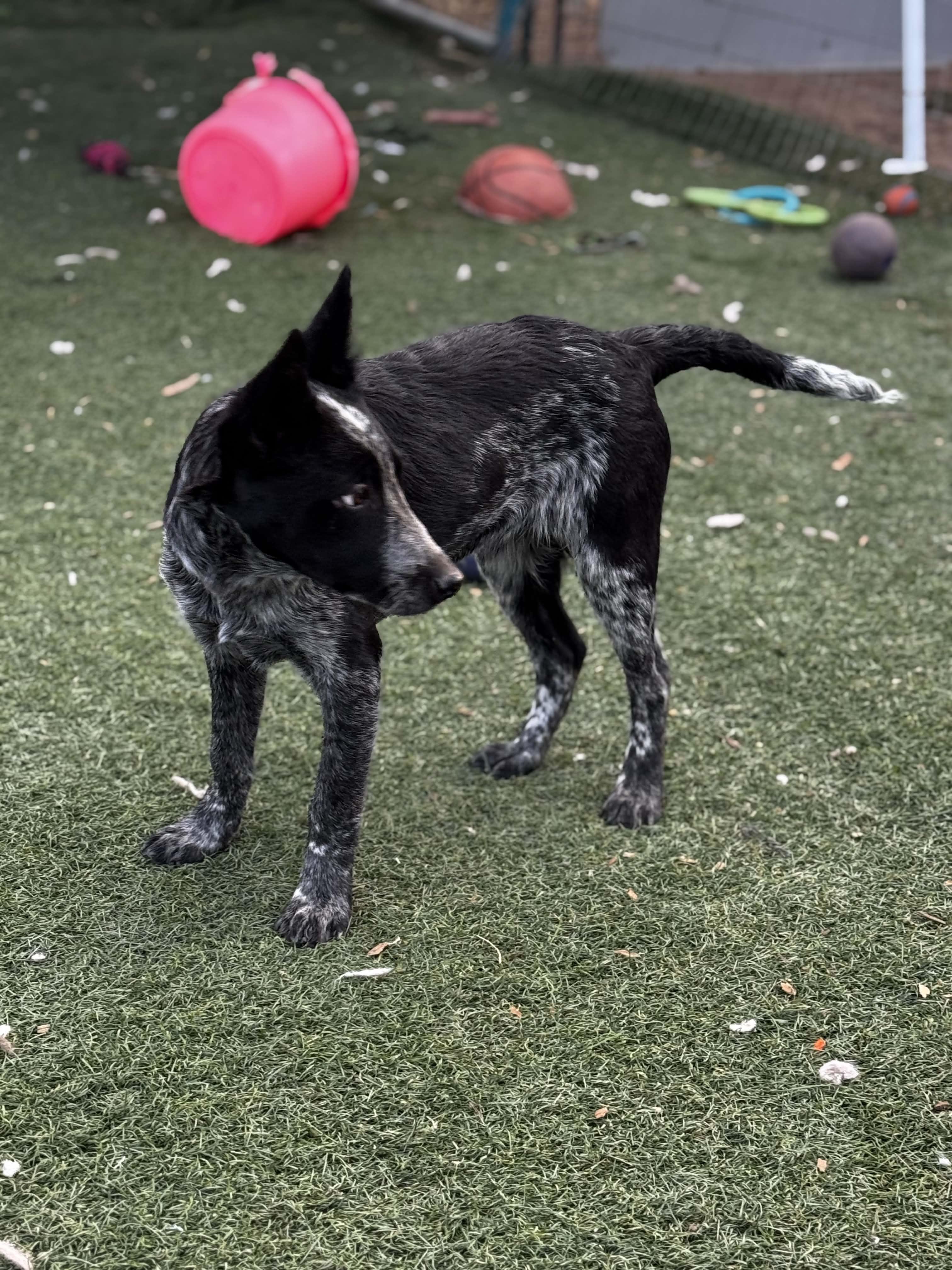 Blizz, an adopted mixed breed in Bend, OR image 3/6