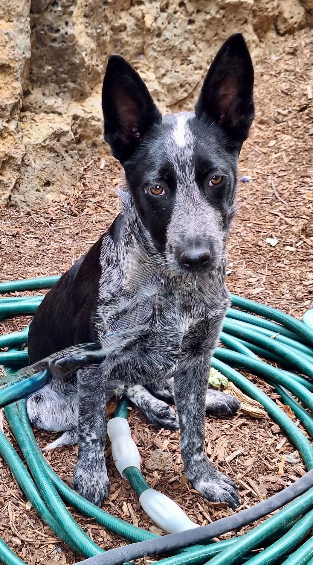 Blizz, adopted, Puppy Male Cattle Dog.