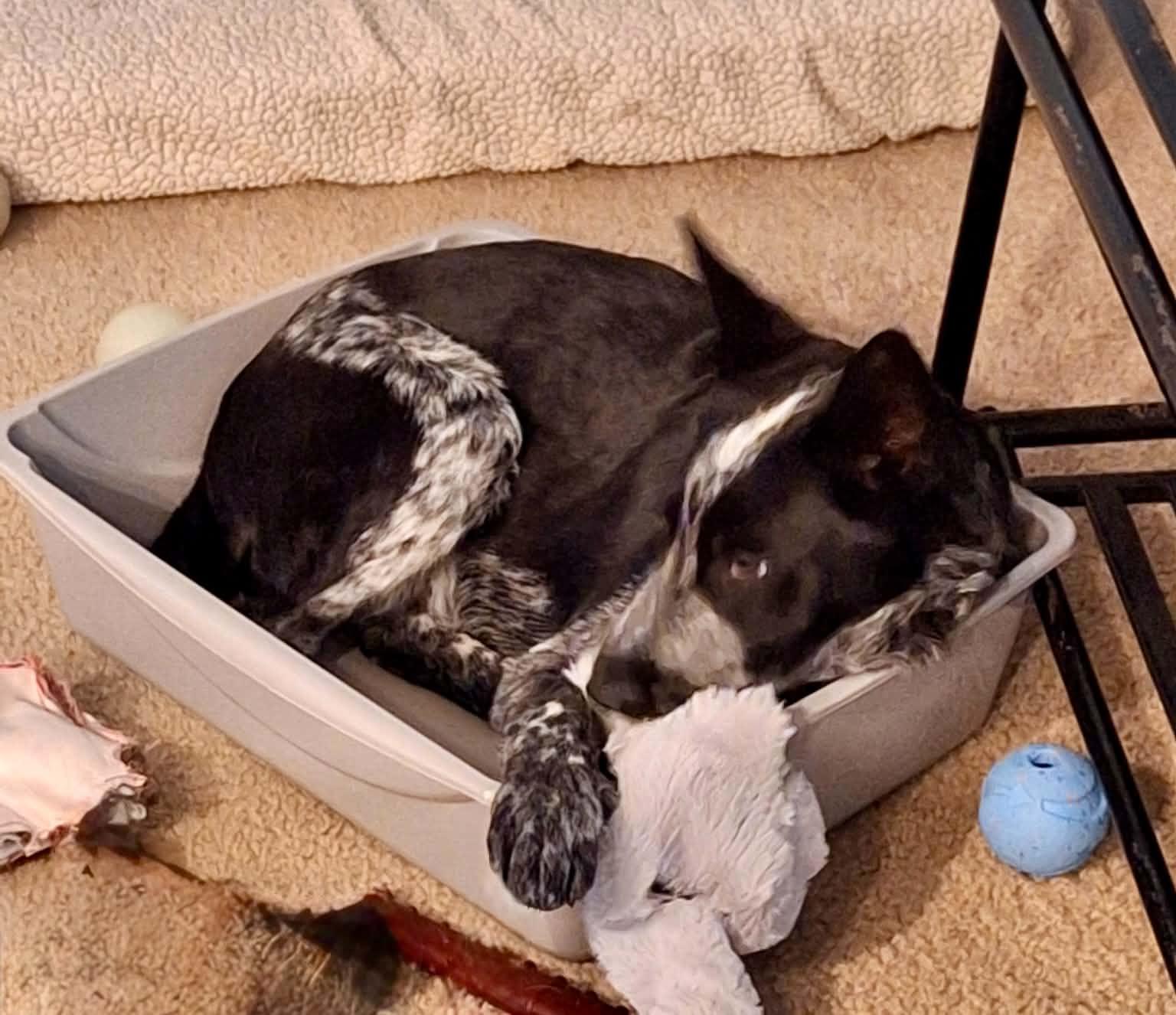 Blizz, an adopted mixed breed in Bend, OR image 4/6