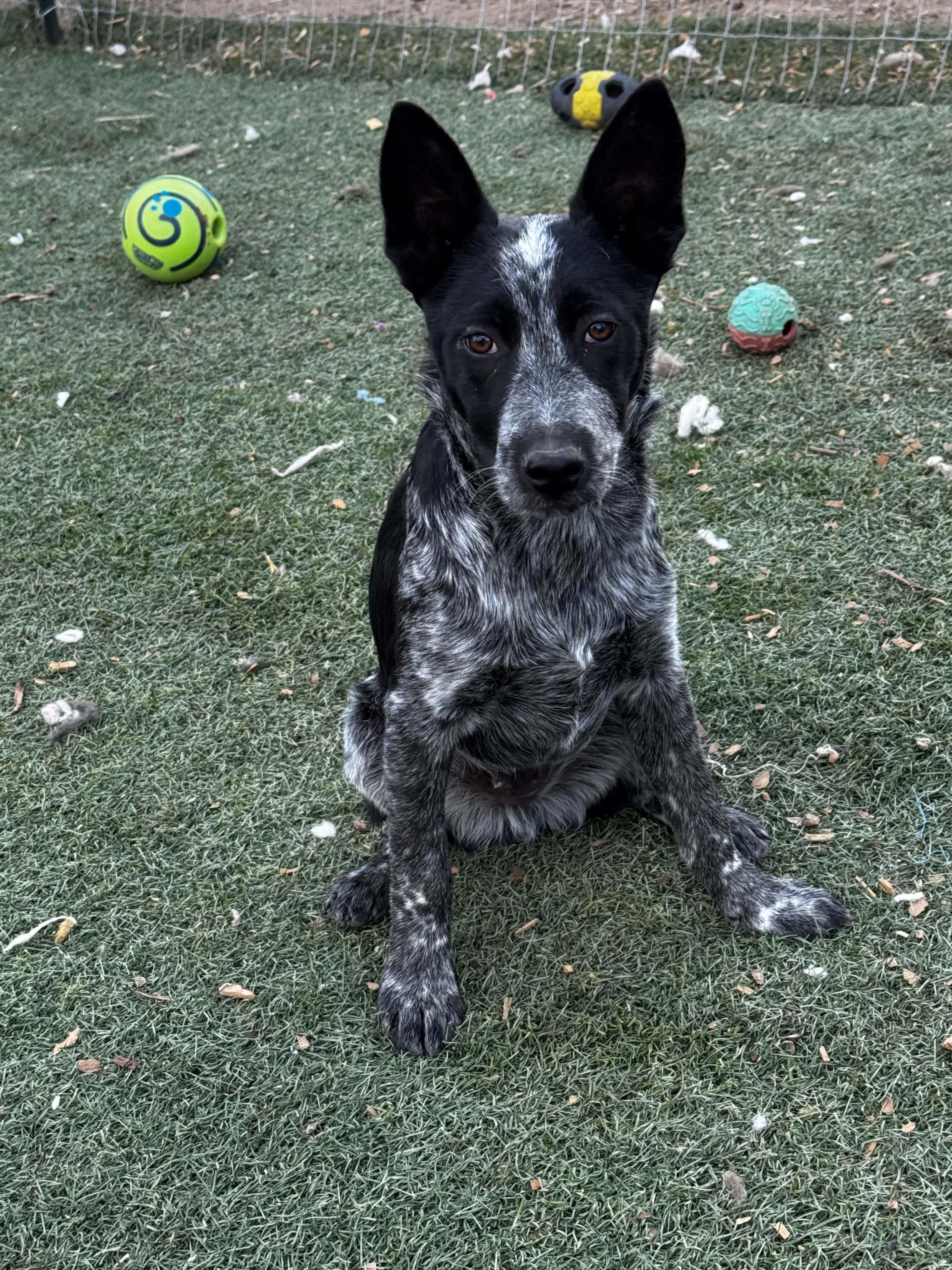 Blizz, an adopted mixed breed in Bend, OR image 6/6