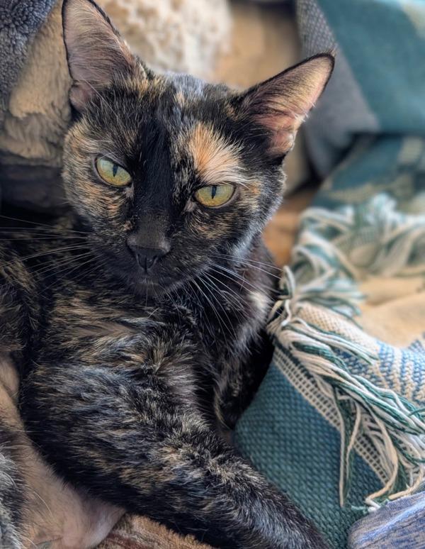 Enlarge Zoey, a Adoptable mixed breed in Escondido, CA image 1/1