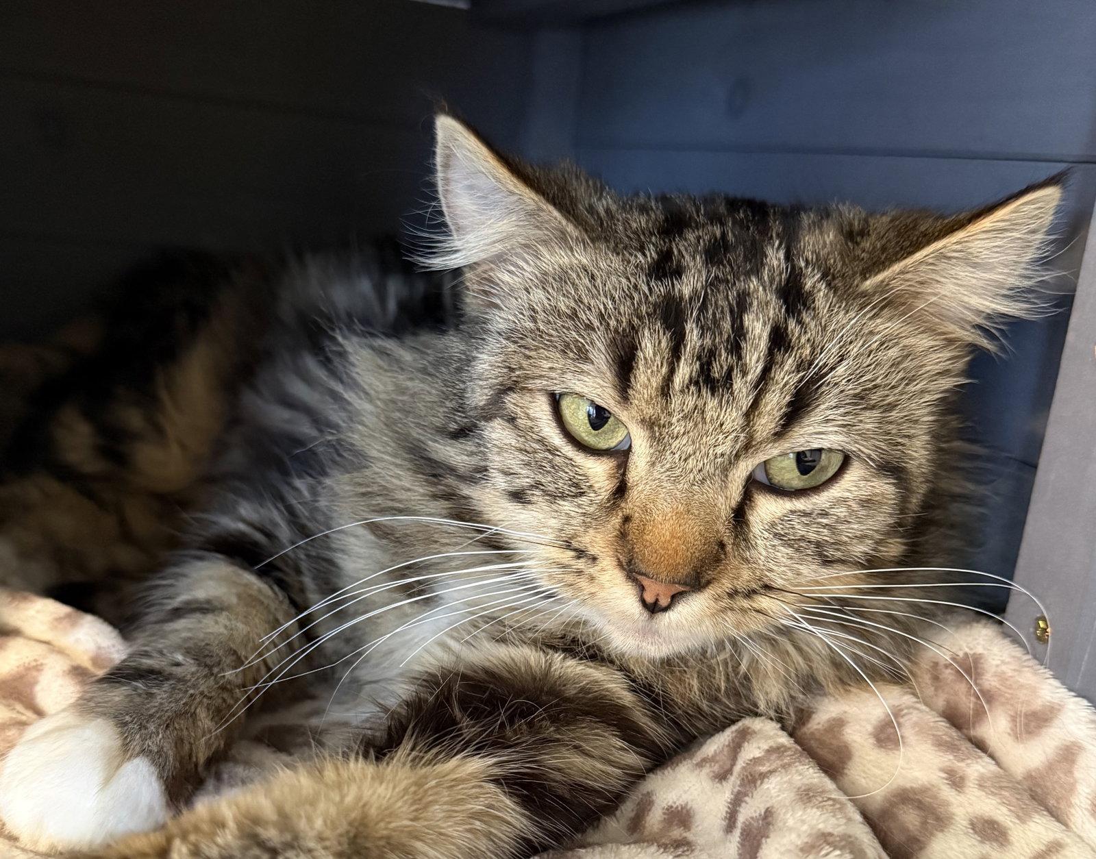 Remy & Marie - bonded besties - CCC, Adoptable, Young Male Tabby & Domestic Medium Hair.
