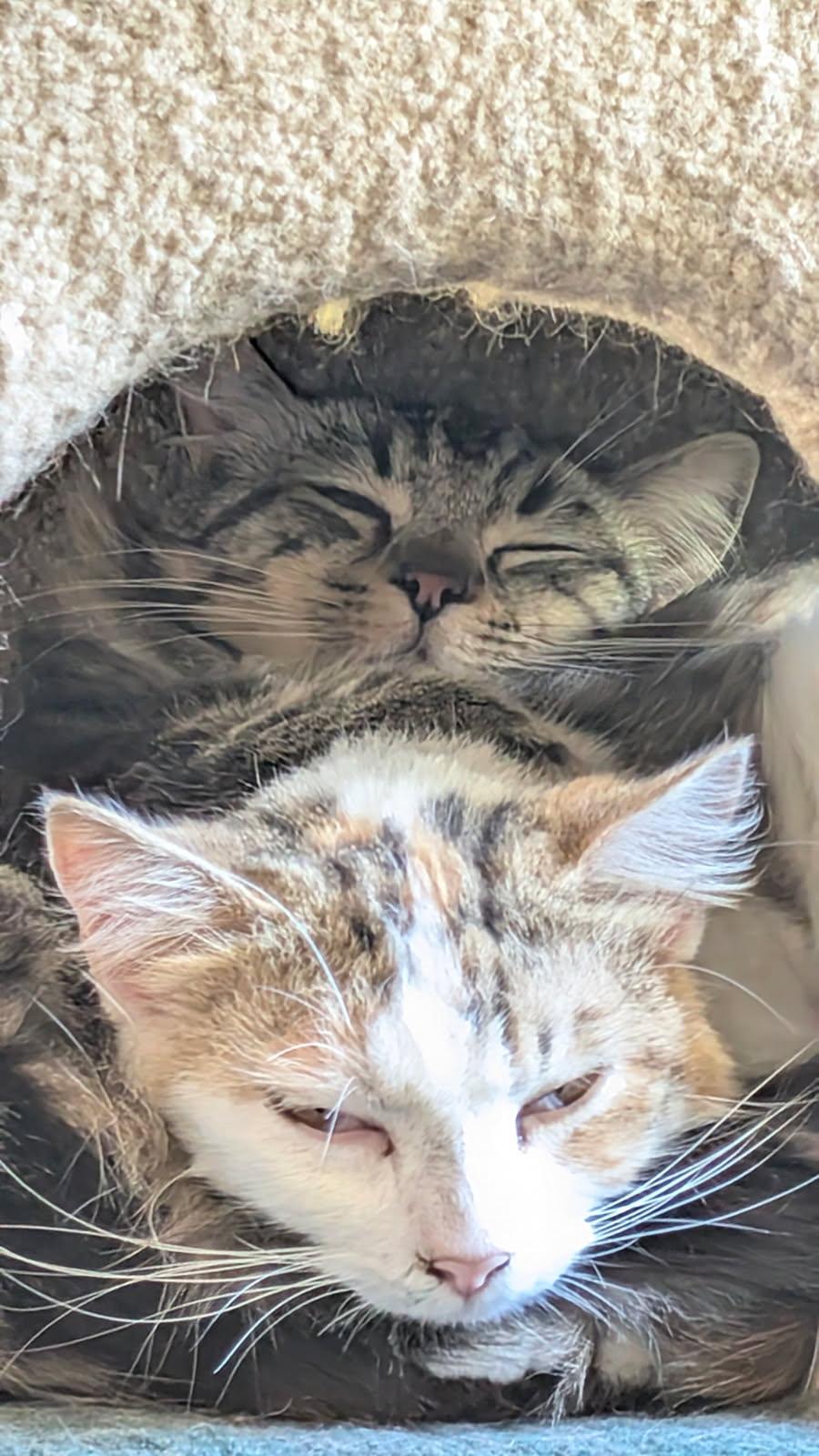 Enlarge Remy & Marie - bonded besties - CCC, a Adoptable mixed breed in San Luis Obispo, CA image 2/3