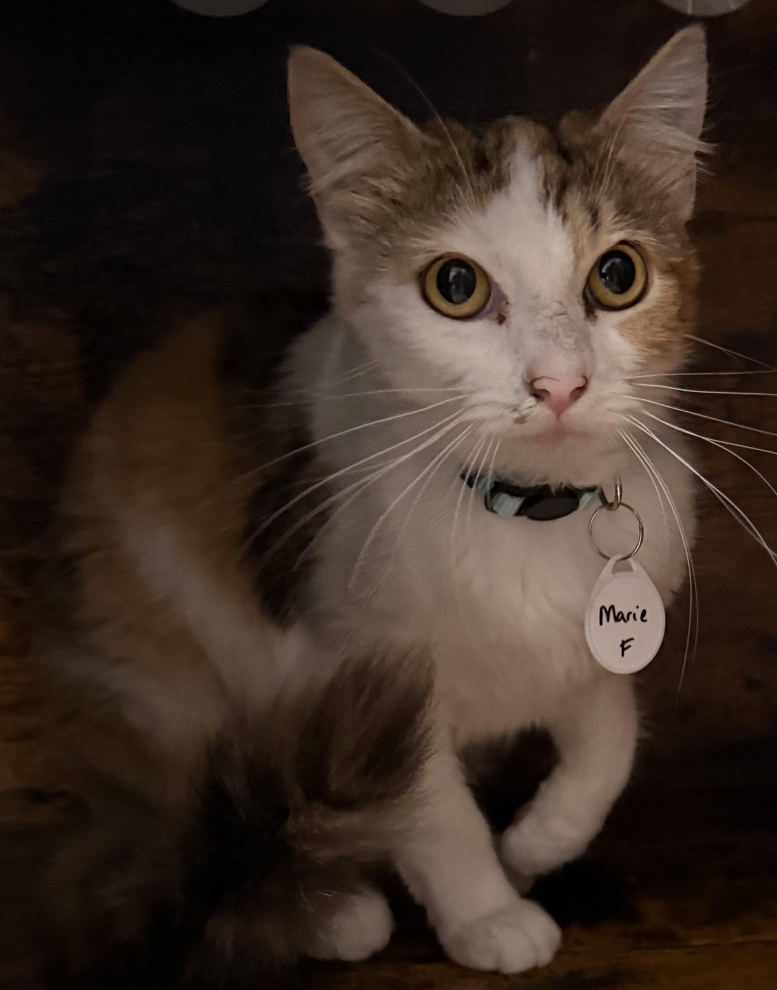 Enlarge Remy & Marie - bonded besties - CCC, a Adoptable mixed breed in San Luis Obispo, CA image 3/3