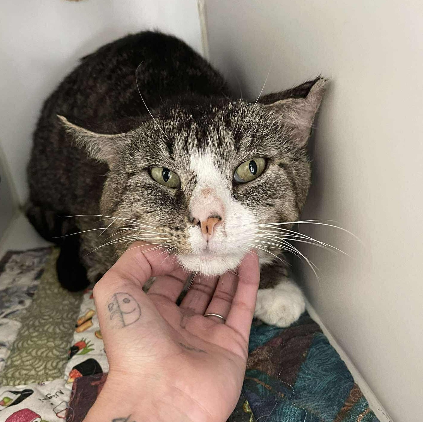 Bootsie, ADOPTABLE, Adult Male Domestic Short Hair.