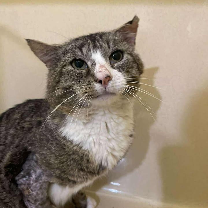Bootsie, ADOPTABLE, Adult Male Domestic Short Hair.