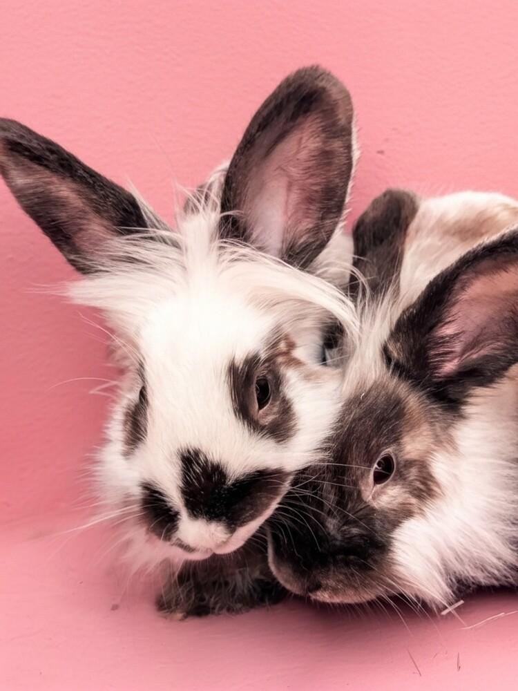 Enlarge Muffy, a Adoptable Lionhead in Dallas, PA image 1/5