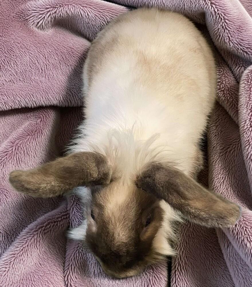 Enlarge Muffy, a Adoptable Lionhead in Dallas, PA image 2/5