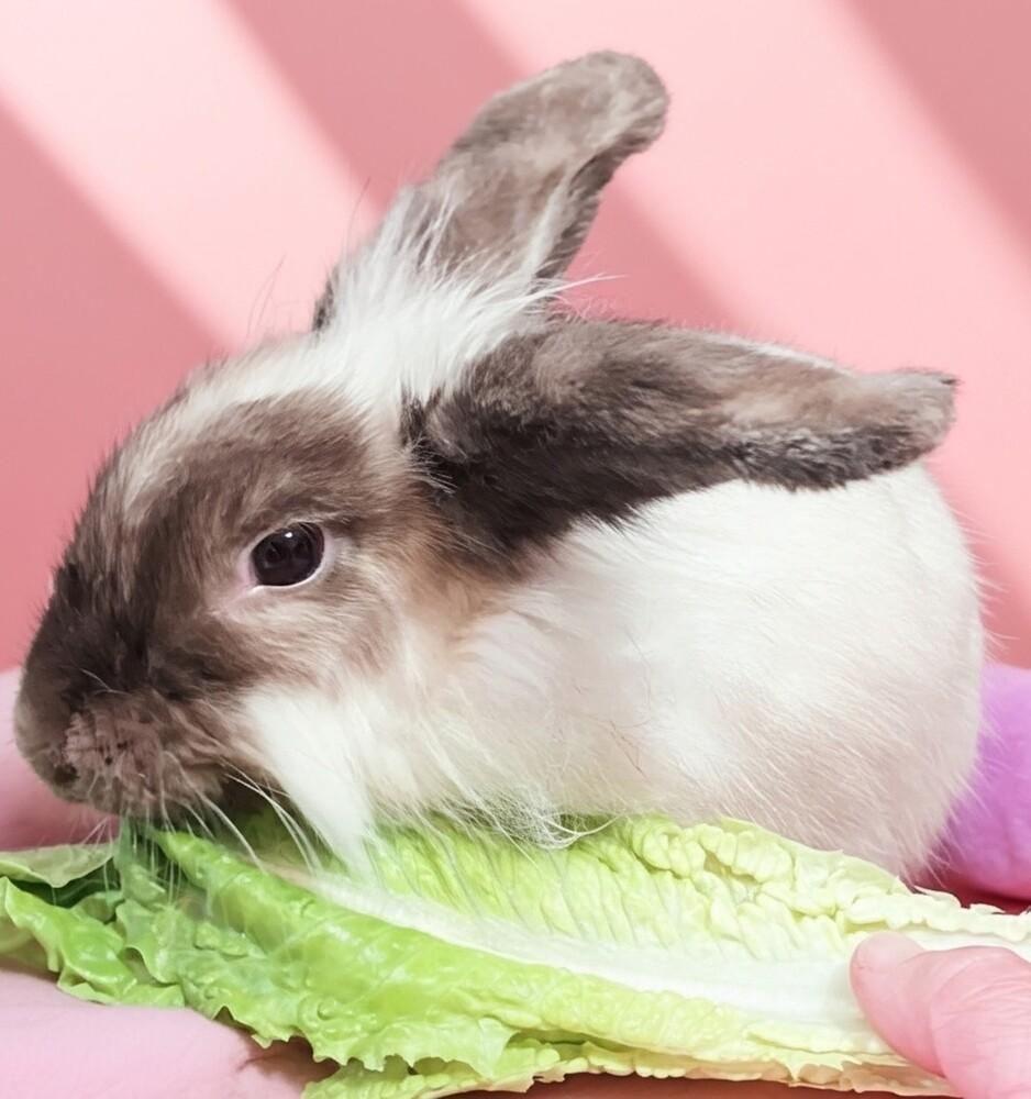 Enlarge Muffy, a Adoptable Lionhead in Dallas, PA image 3/5