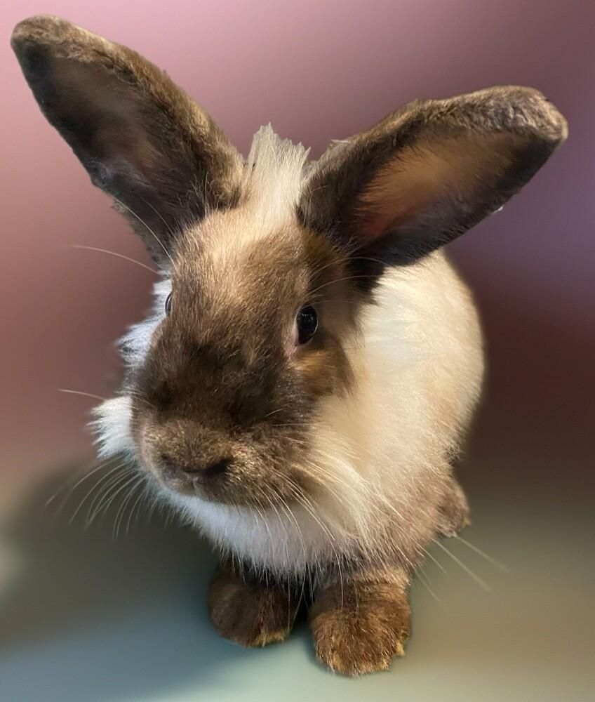 Enlarge Muffy, a Adoptable Lionhead in Dallas, PA image 4/5