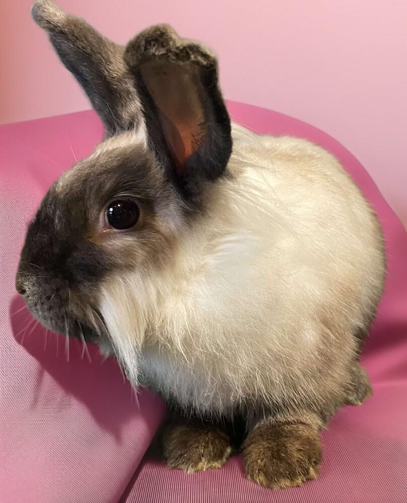 Enlarge Muffy, a Adoptable Lionhead in Dallas, PA image 5/5