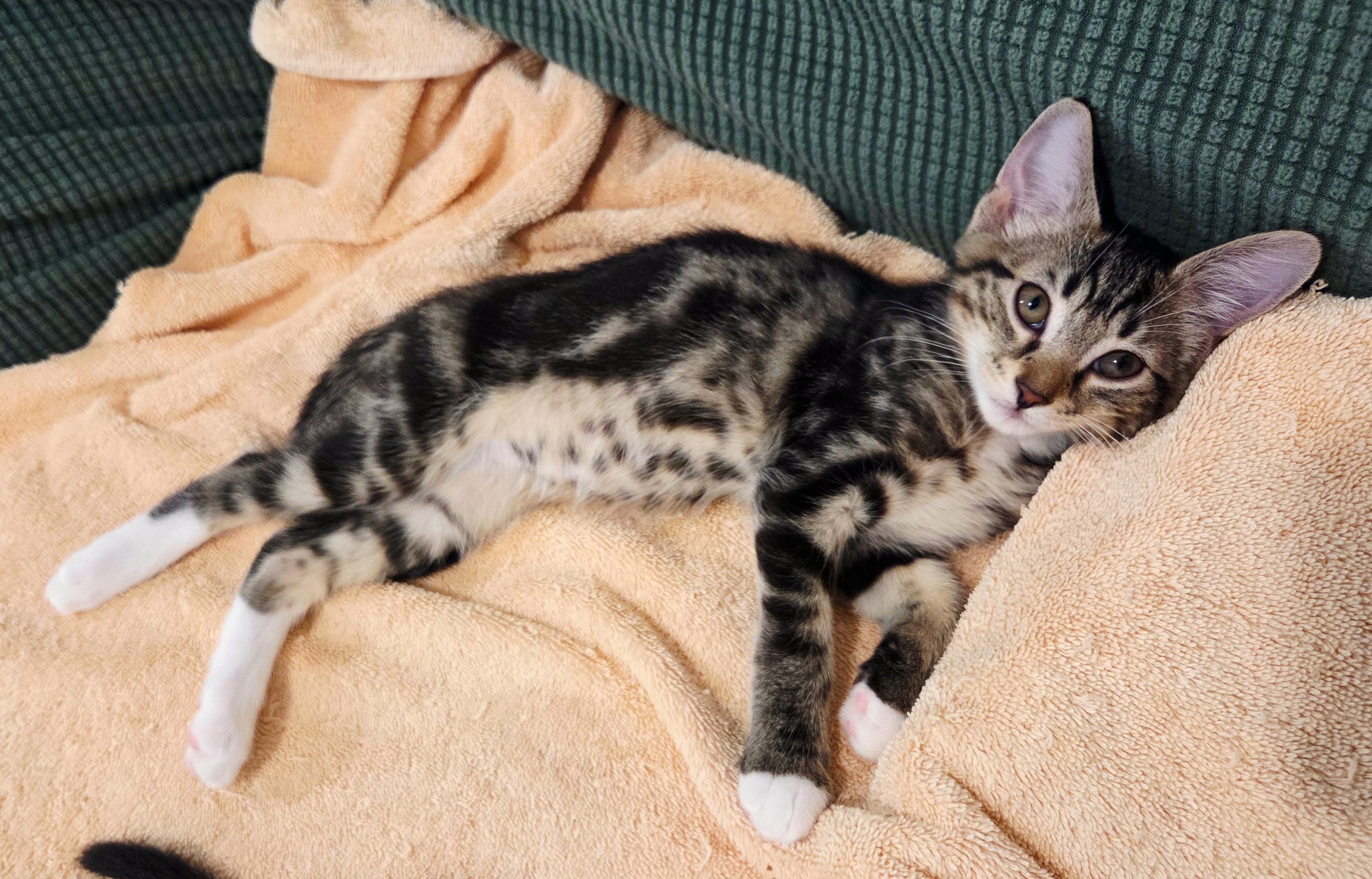 Enlarge Shishito and Jalapeno, a Adoptable American Shorthair in Manchester, VT image 4/5