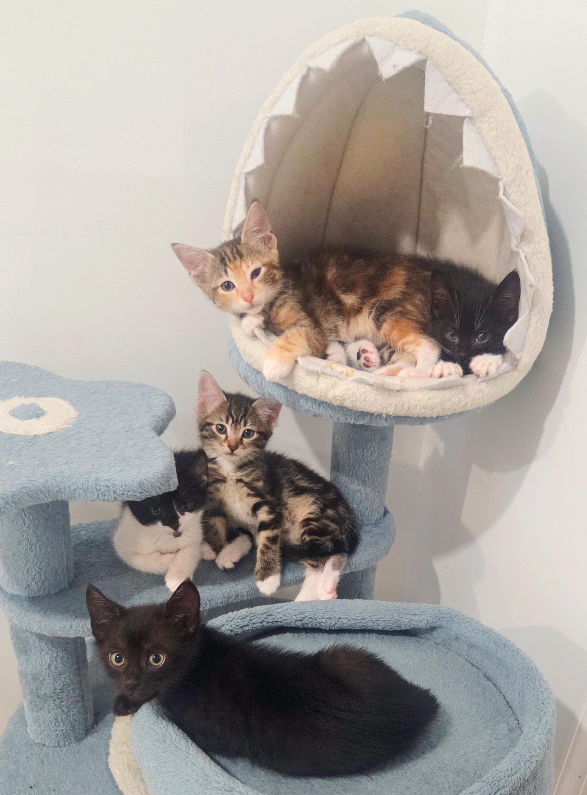 Enlarge Shishito and Jalapeno, a Adoptable American Shorthair in Manchester, VT image 5/5