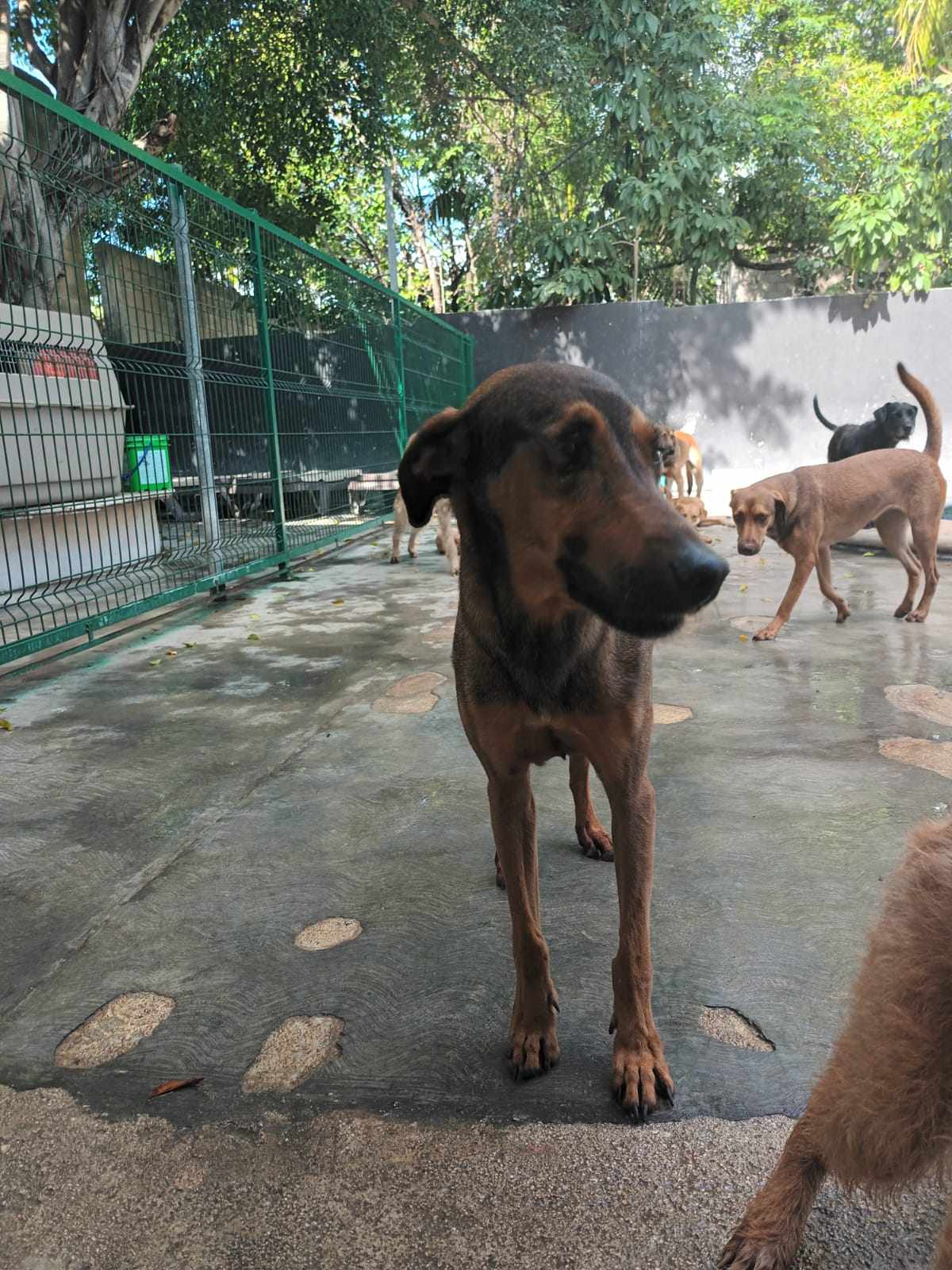 Alfalfa, a Adoptable Mixed Breed in Pointe-Claire, QC image 2/4